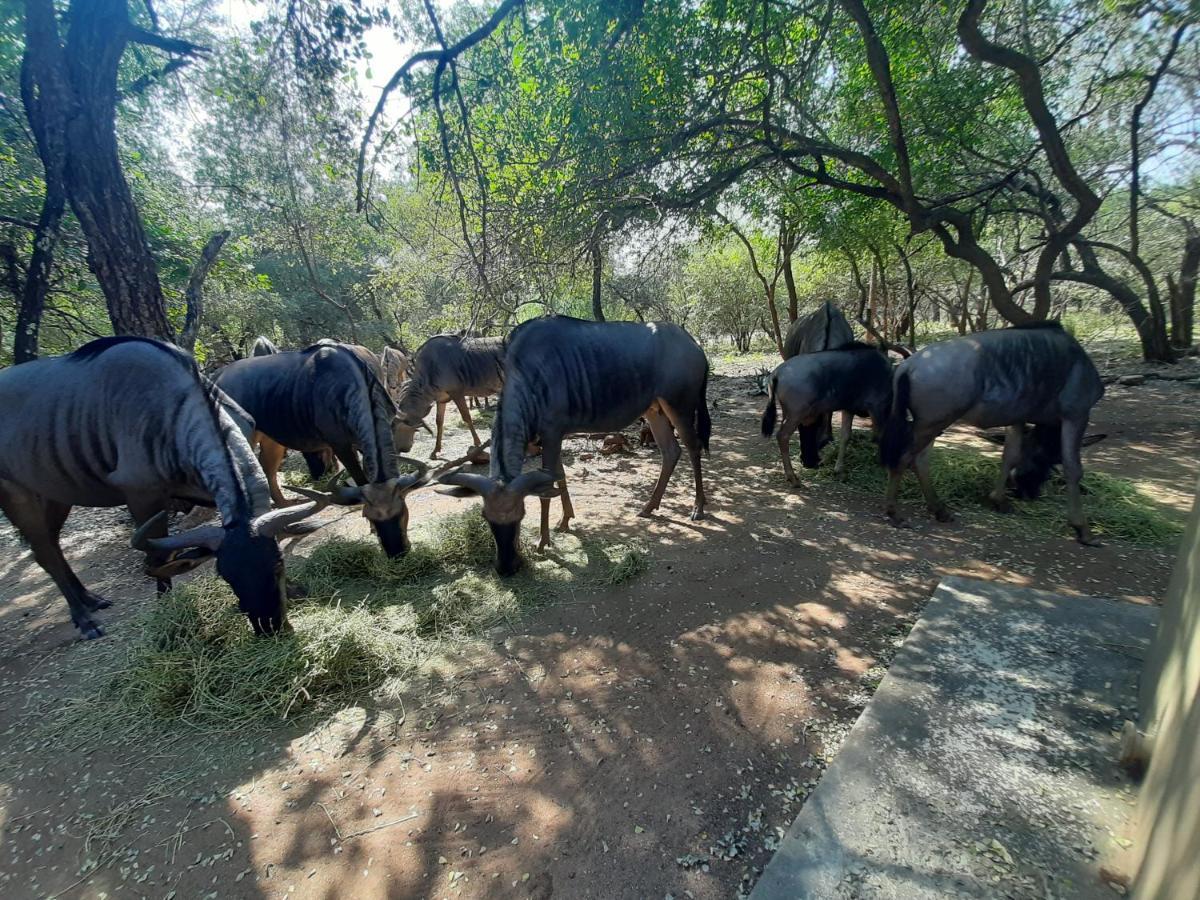 African Sky Villas Marloth Park Extérieur photo